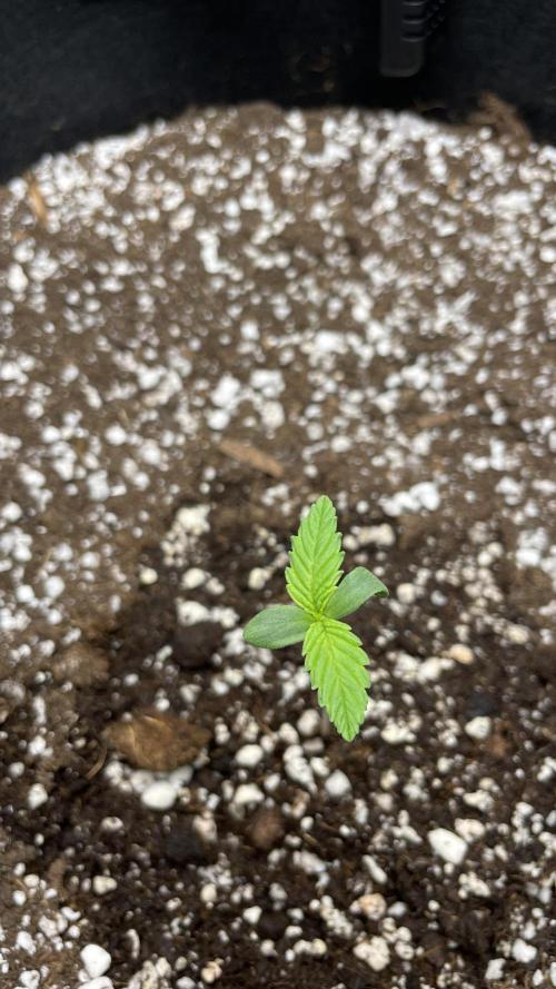 First grow, Cookies gelato auto, RQS. Week 1