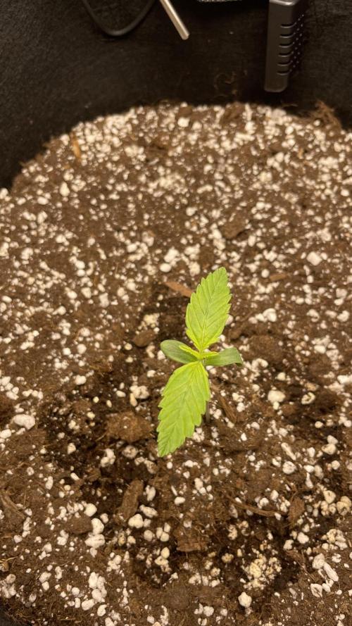 First grow, Cookies gelato auto, RQS. Week 1