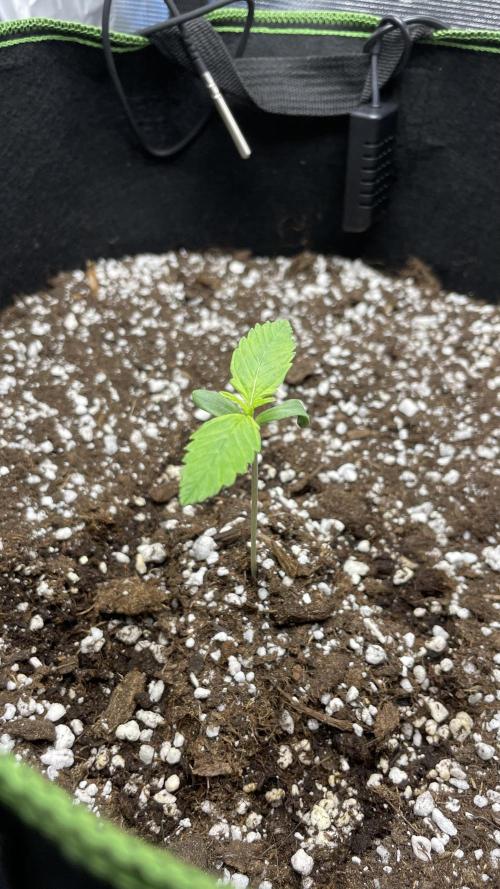 First grow, Cookies gelato auto, RQS. Week 1