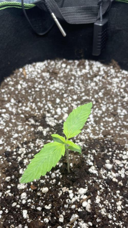 First grow, Cookies gelato auto, RQS. Week 2