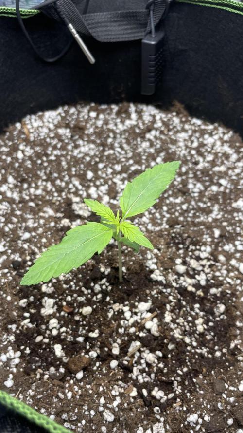 First grow, Cookies gelato auto, RQS. Week 2