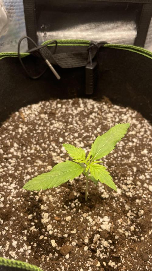 First grow, Cookies gelato auto, RQS. Week 2