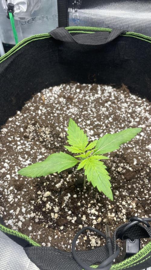 First grow, Cookies gelato auto, RQS. Week 2