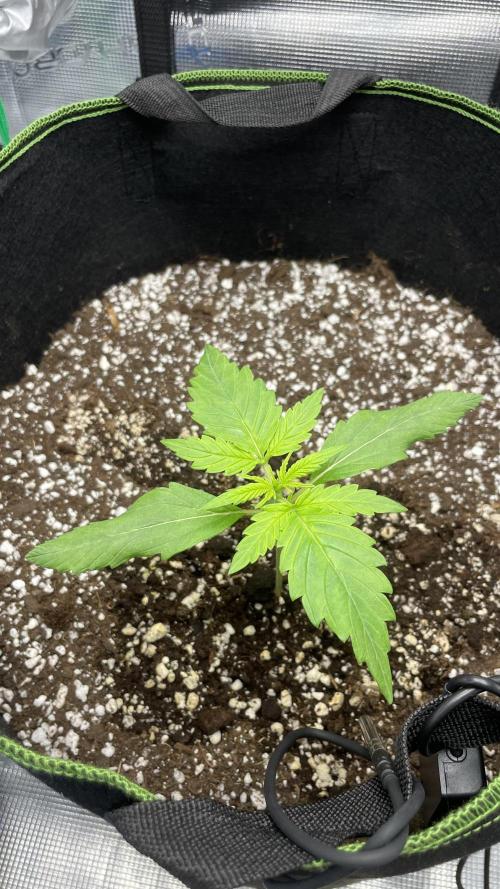 First grow, Cookies gelato auto, RQS. Week 2