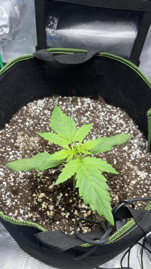 First grow, Cookies gelato auto, RQS. Week 2