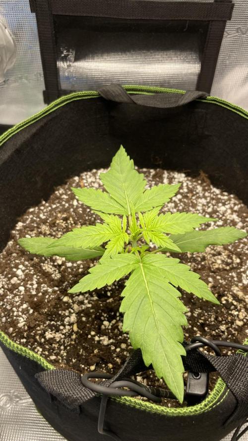 First grow, Cookies gelato auto, RQS. Week 2