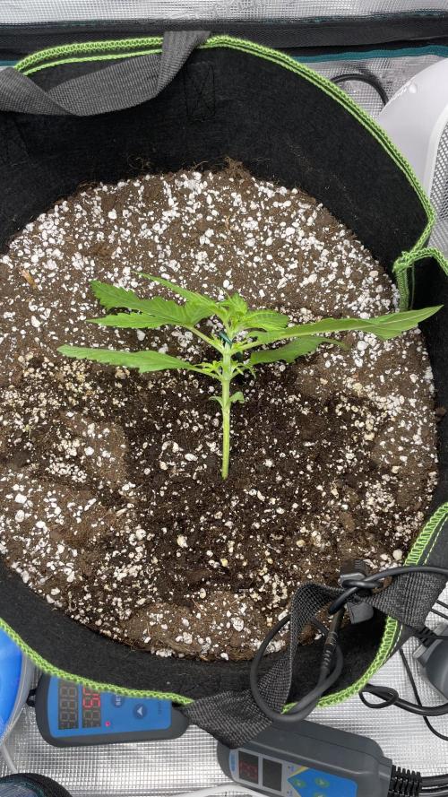 First grow, Cookies gelato auto, RQS. Week 2