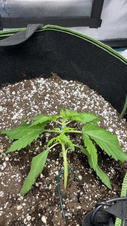 First grow, Cookies gelato auto, RQS. Week 3
