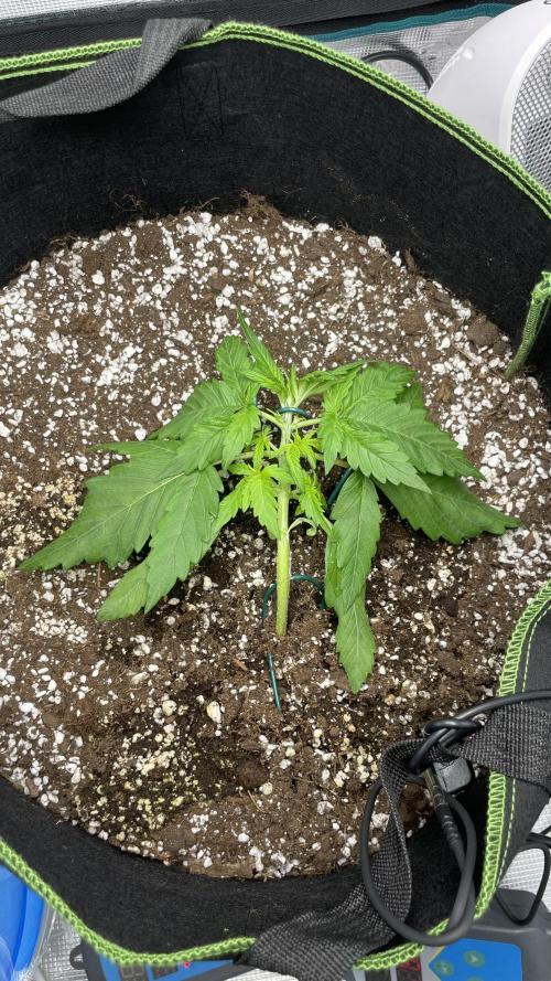 First grow, Cookies gelato auto, RQS. Week 3