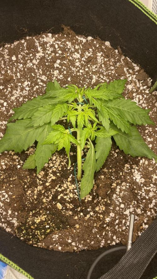 First grow, Cookies gelato auto, RQS. Week 3