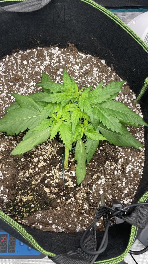 First grow, Cookies gelato auto, RQS. Week 3