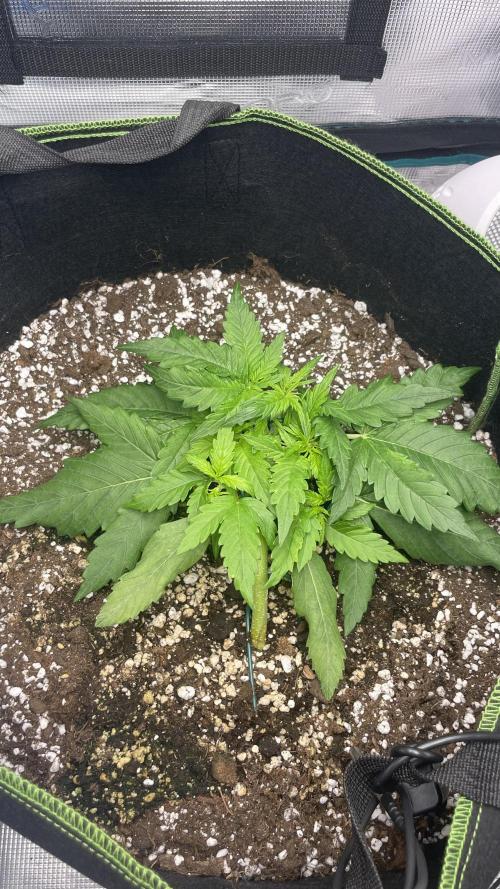 First grow, Cookies gelato auto, RQS. Week 3
