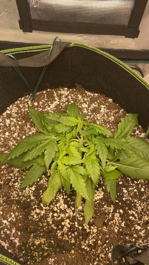 First grow, Cookies gelato auto, RQS. Week 3