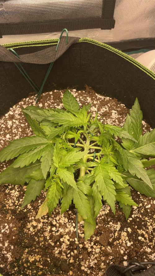 First grow, Cookies gelato auto, RQS. Week 3