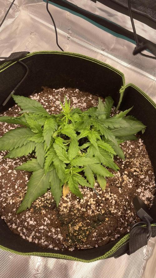 First grow, Cookies gelato auto, RQS. Week 4