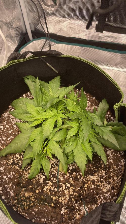 First grow, Cookies gelato auto, RQS. Week 4