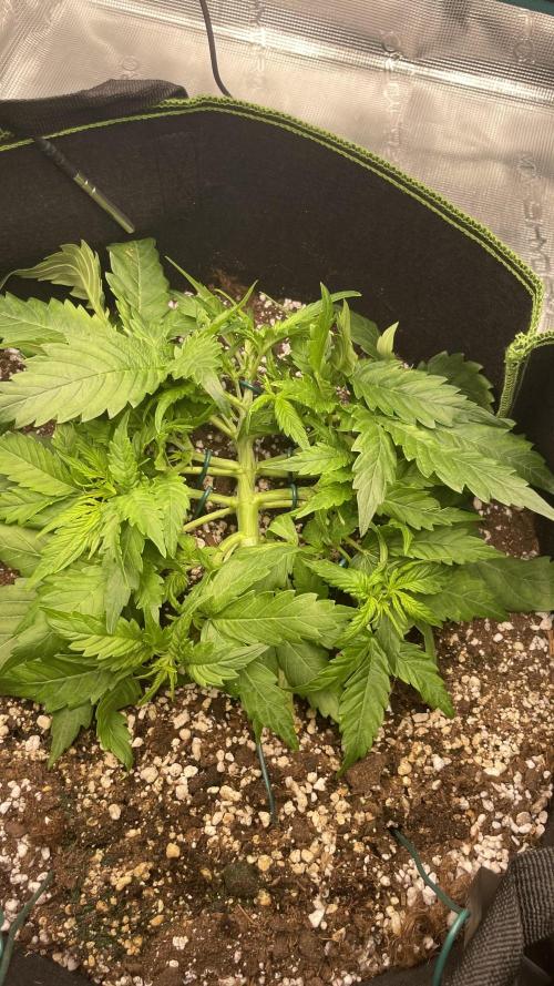 First grow, Cookies gelato auto, RQS. Week 4