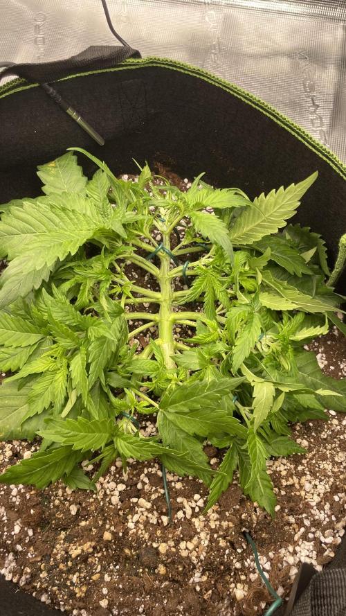 First grow, Cookies gelato auto, RQS. Week 4