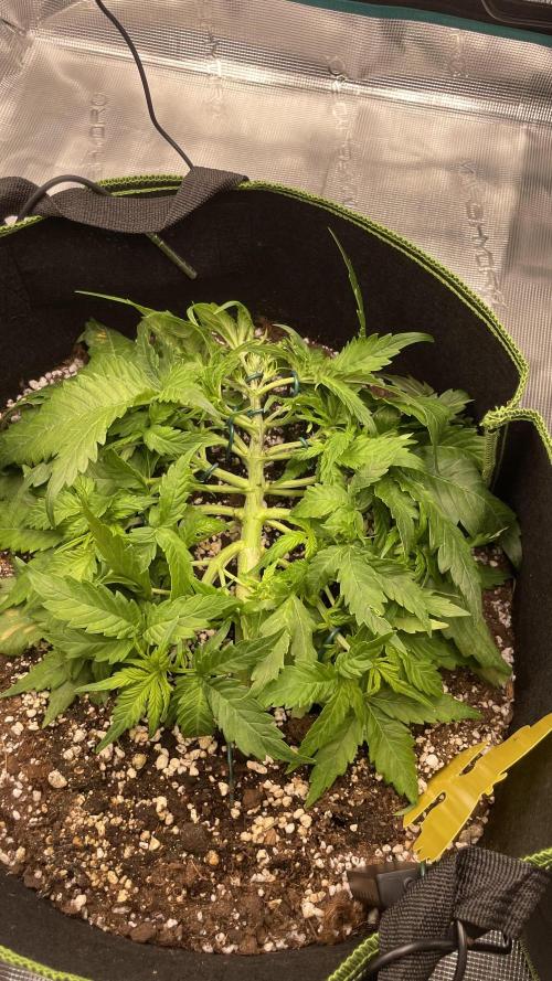 First grow, Cookies gelato auto, RQS. Week 4