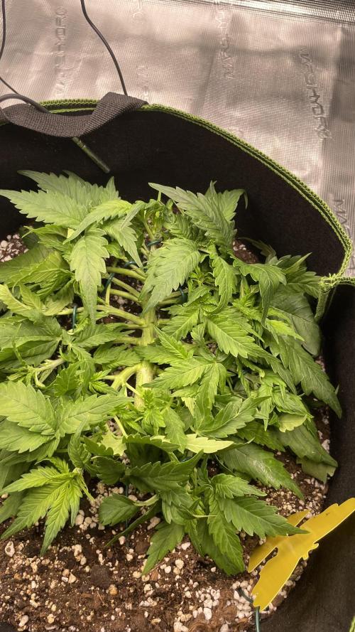 First grow, Cookies gelato auto, RQS. Week 4 - Starting to show sign of pistils