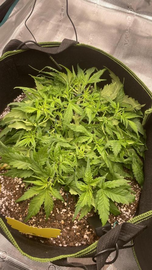 First grow, Cookies gelato auto, RQS. Week 4 - Definitely pistils shooting up