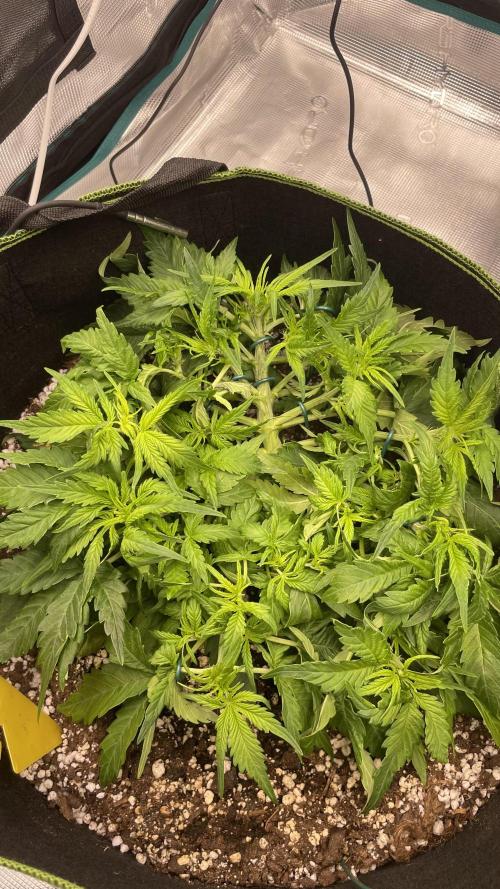 First grow, Cookies gelato auto, RQS. Week 5