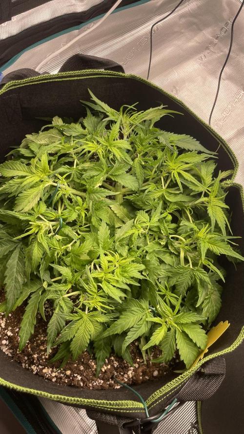 First grow, Cookies gelato auto, RQS. Week 5