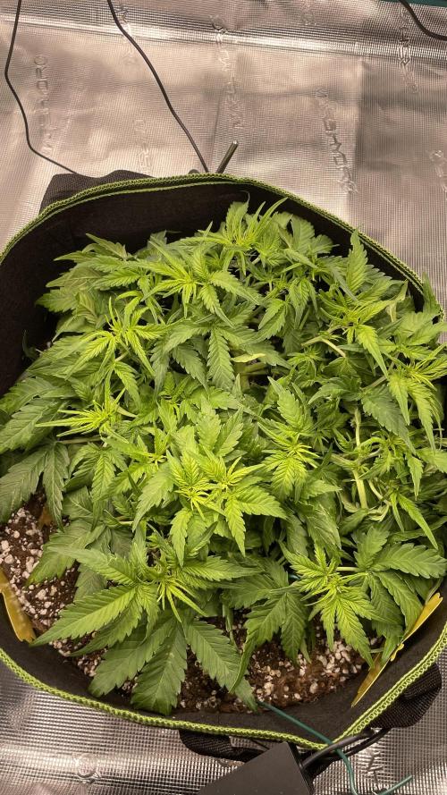 First grow, Cookies gelato auto, RQS. Week 5