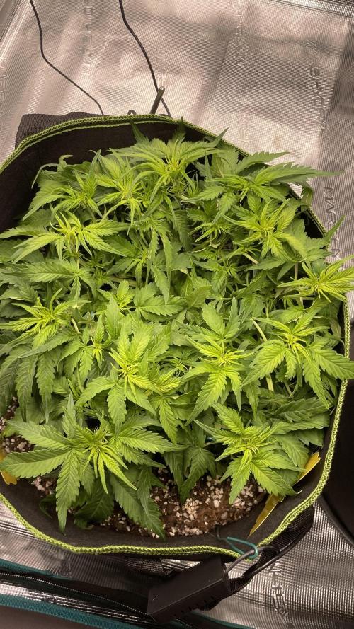 First grow, Cookies gelato auto, RQS. Week 5