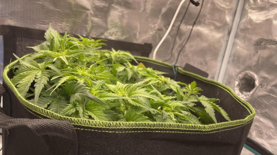 First grow, Cookies gelato auto, RQS. Week 5