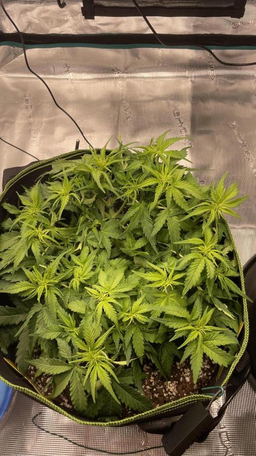 First grow, Cookies gelato auto, RQS. Week 5