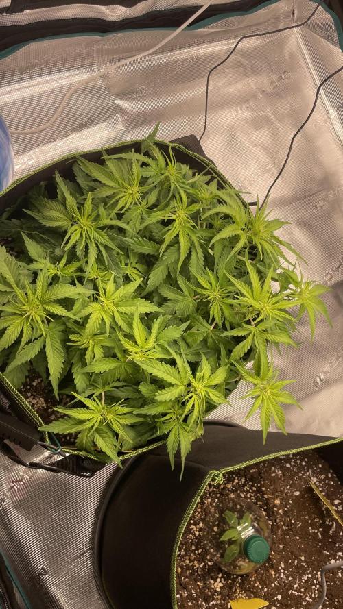 First grow, Cookies gelato auto, RQS. Week 6