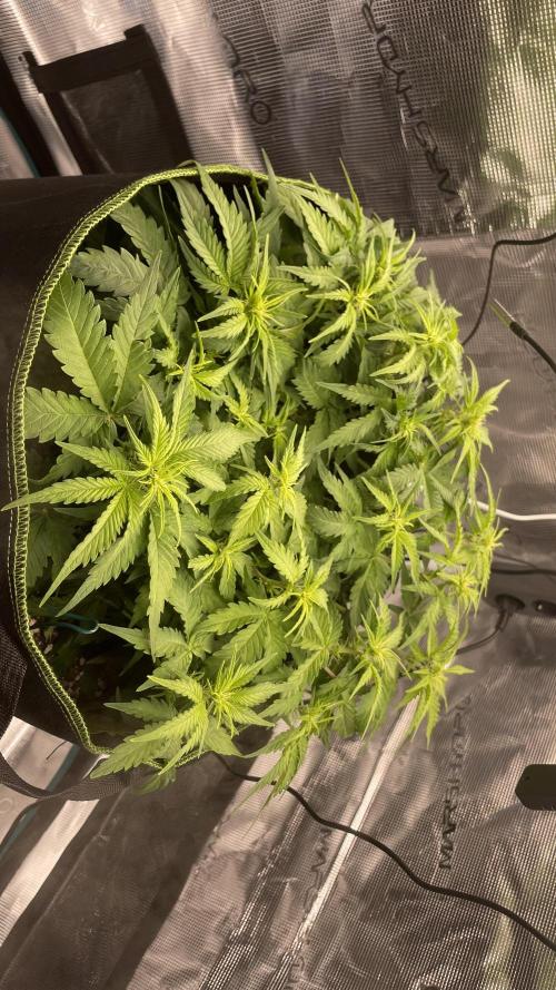 First grow, Cookies gelato auto, RQS. Week 6