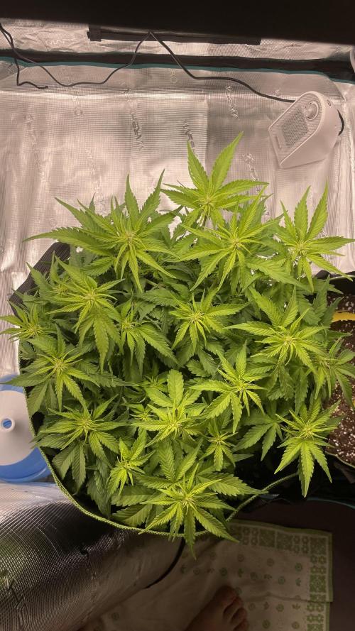 First grow, Cookies gelato auto, RQS. Week 6