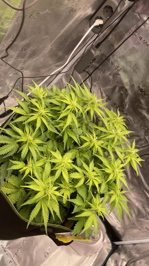 First grow, Cookies gelato auto, RQS. Week 6