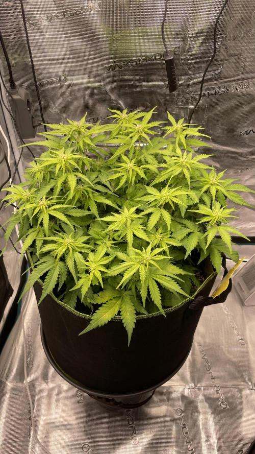 First grow, Cookies gelato auto, RQS. Week 6