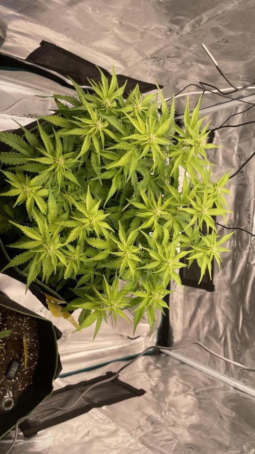 First grow, Cookies gelato auto, RQS. Week 6