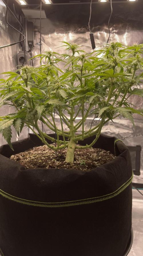 First grow, Cookies gelato auto, RQS. Week 6 - Lollipopping D40