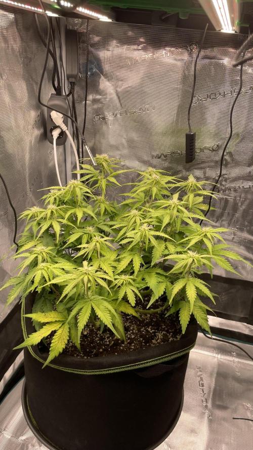 First grow, Cookies gelato auto, RQS. Week 6