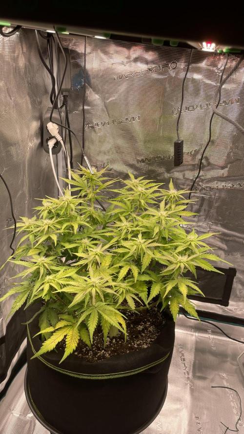First grow, Cookies gelato auto, RQS. Week 7