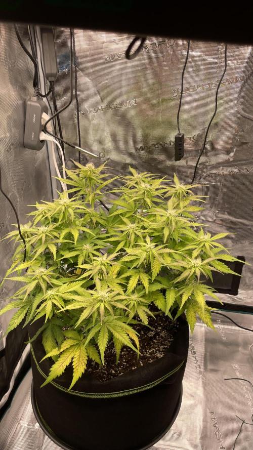 First grow, Cookies gelato auto, RQS. Week 7