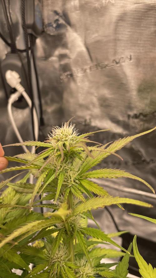 First grow, Cookies gelato auto, RQS. Week 7