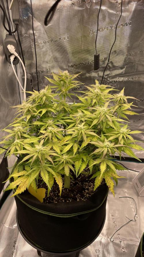 First grow, Cookies gelato auto, RQS. Week 7