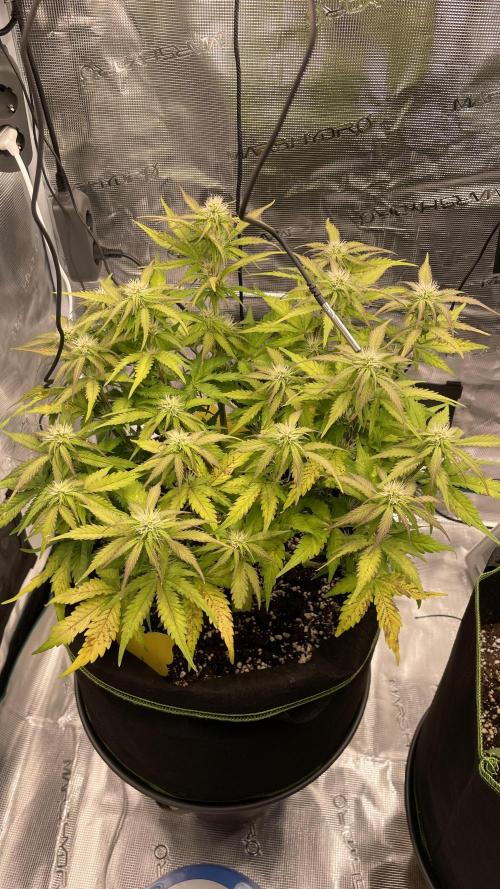 First grow, Cookies gelato auto, RQS. Week 7