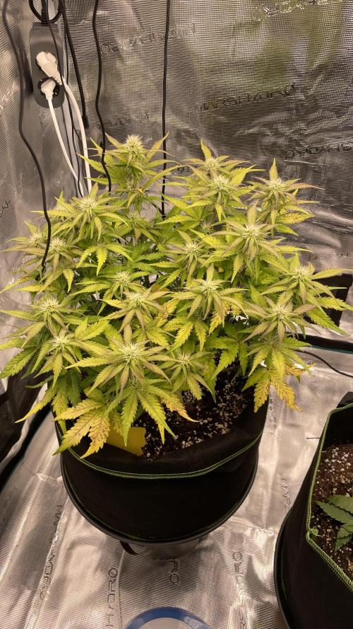 First grow, Cookies gelato auto, RQS. Week 7