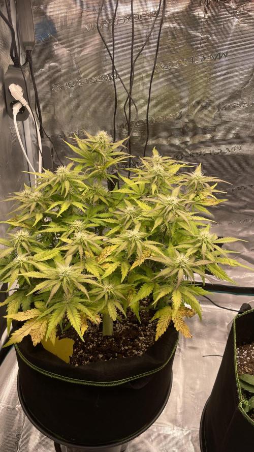 First grow, Cookies gelato auto, RQS. Week 7