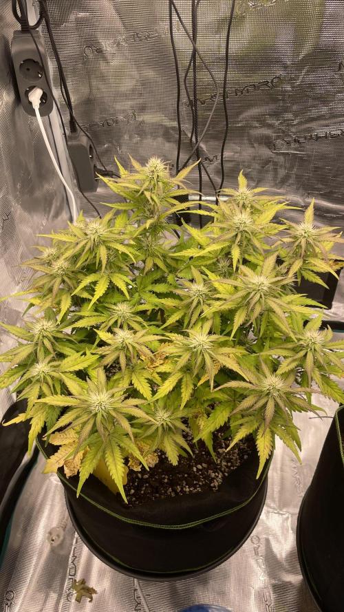 First grow, Cookies gelato auto, RQS. Week 7