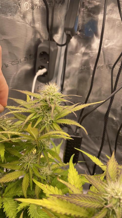 First grow, Cookies gelato auto, RQS. Week 7