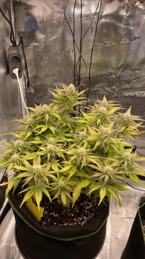First grow, Cookies gelato auto, RQS. Week 8