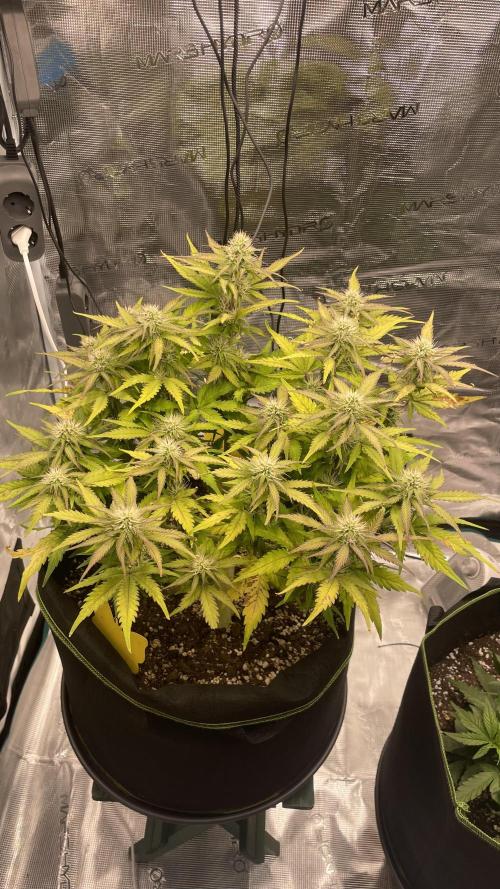 First grow, Cookies gelato auto, RQS. Week 8